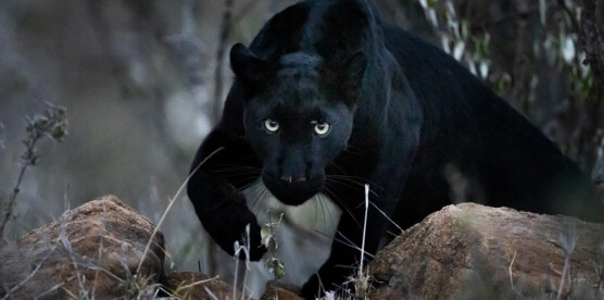 Finding the Black Leopard