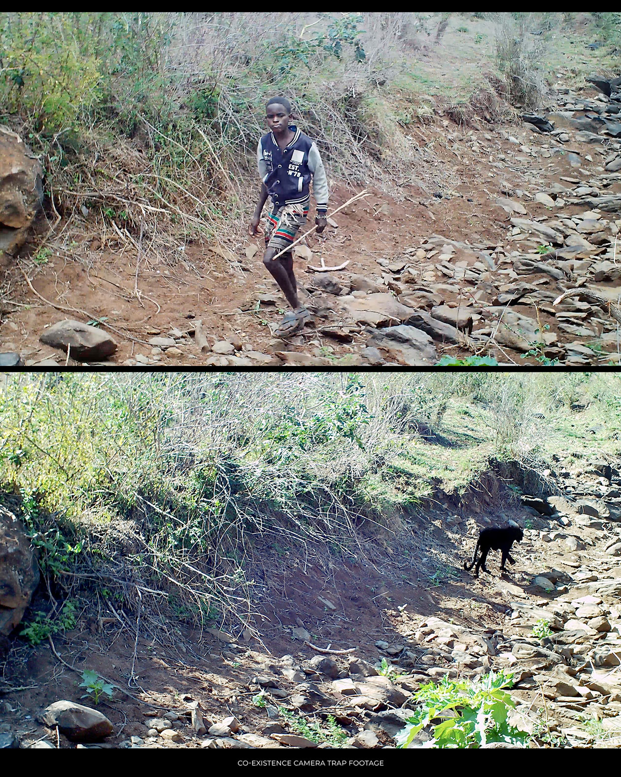 ClementWild-Black-Leopard-Cameratrap-Coexistence-Mpala