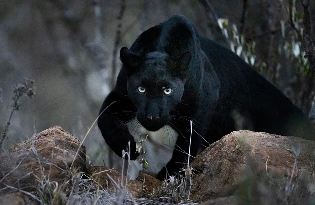 ClementWild-Black-Leopard
