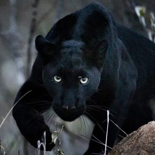 cropped-ClementWild-Black-Leopard.jpg