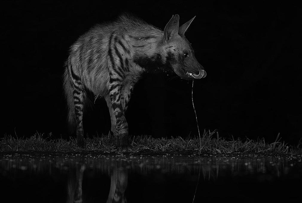 ClementWild-expeditions-hide-night-photography-lentorre-stripped-hyena-donate