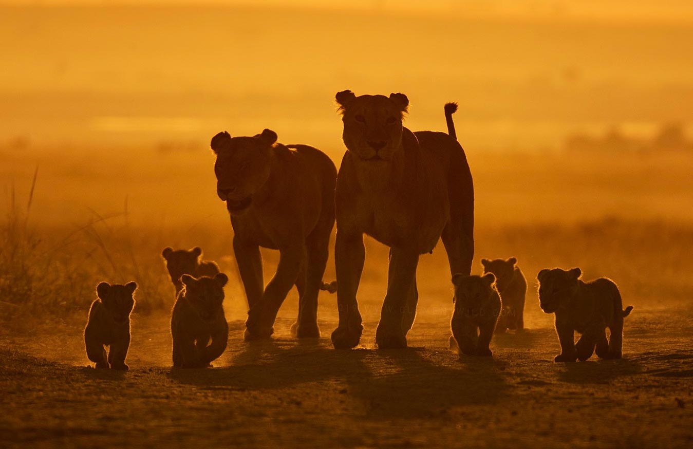 ClementWild-expeditions-lionesses-withcubs-maasai-mara-donate