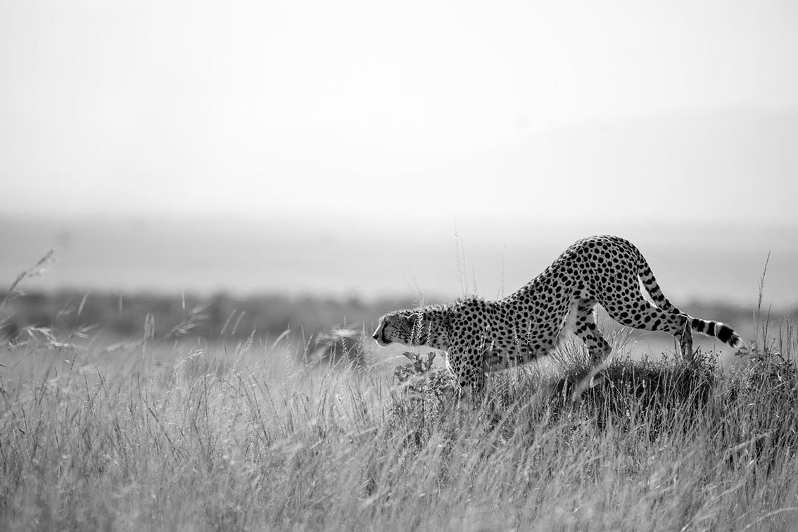 ClementWild-Cheetah-Daytime-Stalkers-full