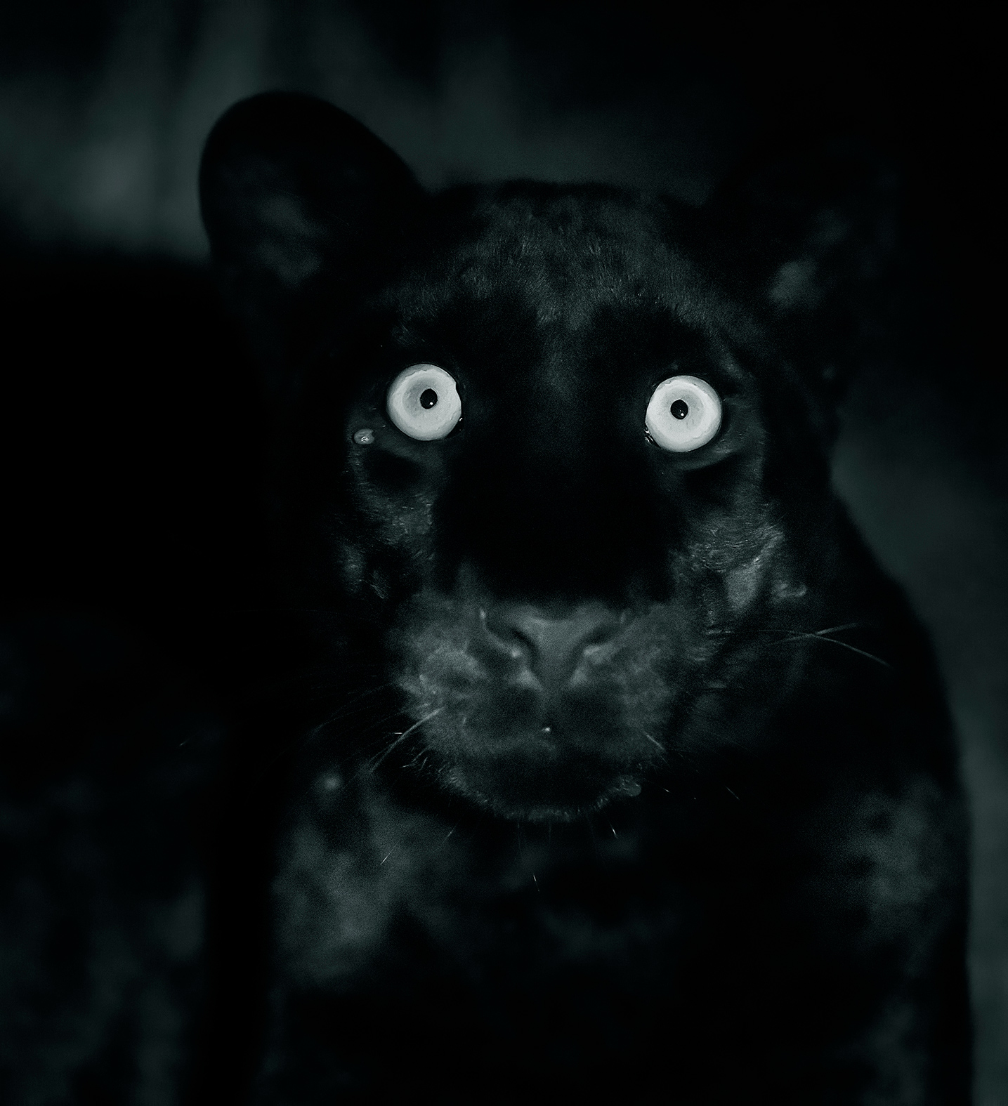 ClementWild-Expeditions-Black-Leopard-portrait
