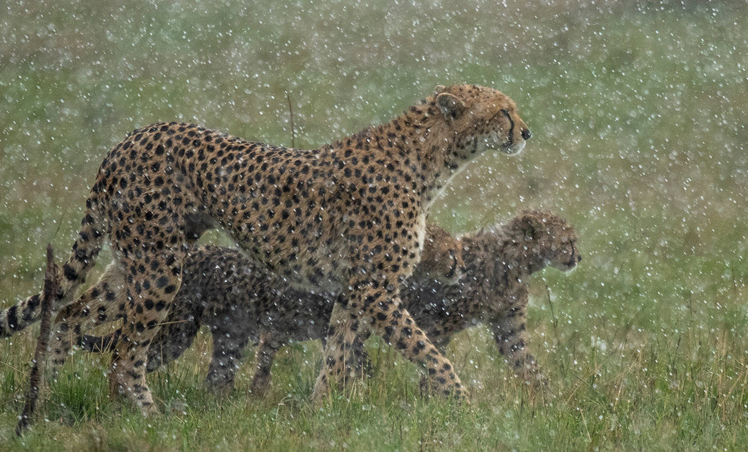 ClementWild-Expeditions-Cheetah-Journeys-short