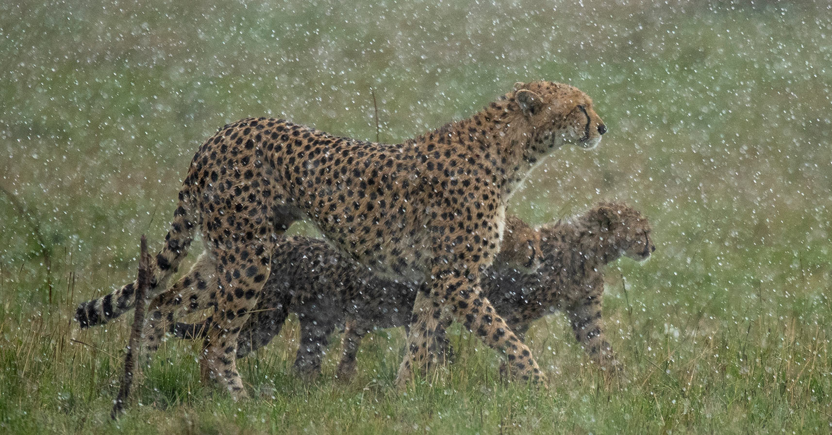 ClementWild-Expeditions-Cheetah-Journeys