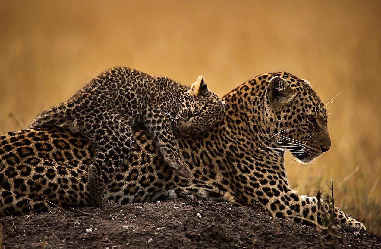 ClementWild-Leopard-Posiianng-with-cub-hugging-Lor-Maasai-mara-expedition