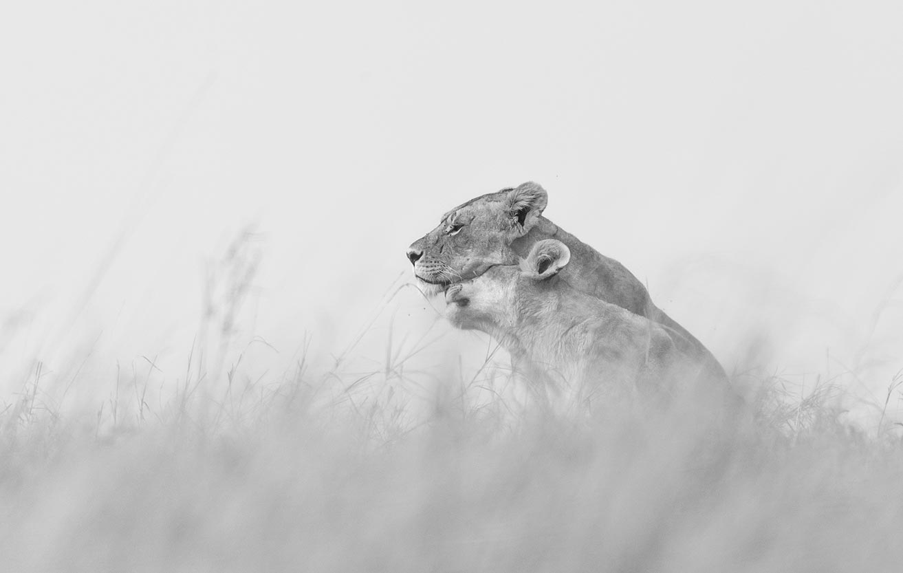 ClementWild-Lion-lioness-embracing-cub