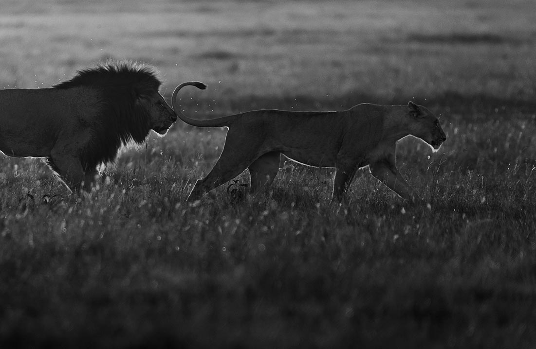ClementWild-Lion-sniffing-lioness-mating