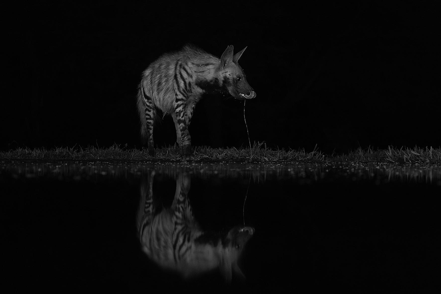 ClementWild-expeditions-hide-night-photography-lentorre-stripped-hyena